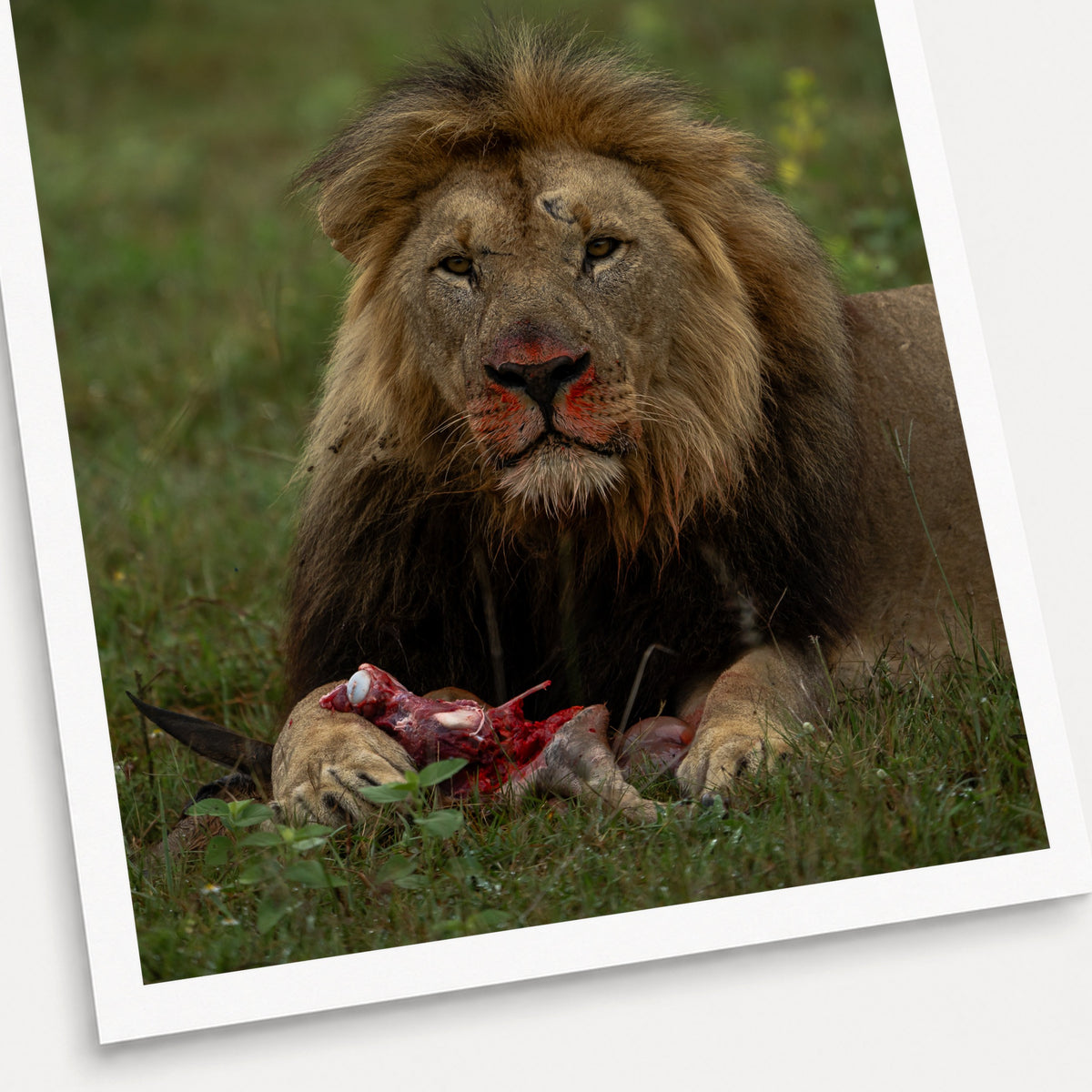 A photographic print of After the Kill, shown with a white border and angled presentation on a light background.