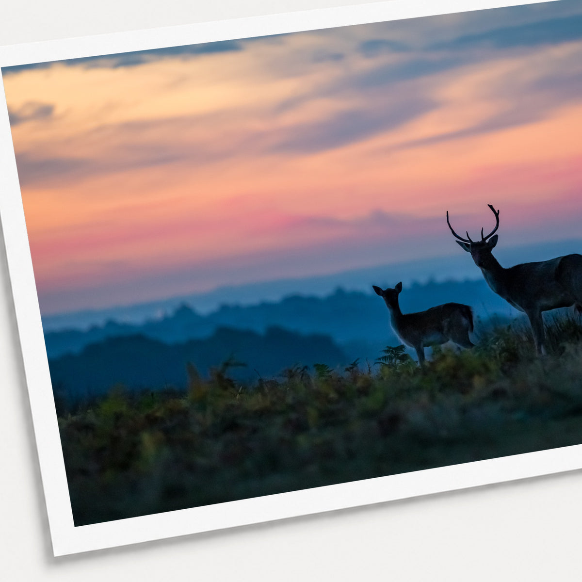 A photographic print of Antlers, shown with a white border and angled presentation on a light background.