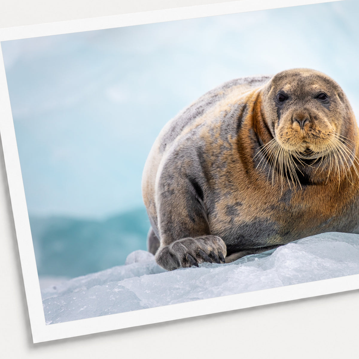 A photographic print of Bearded Seal, shown with a white border and angled presentation on a light background.