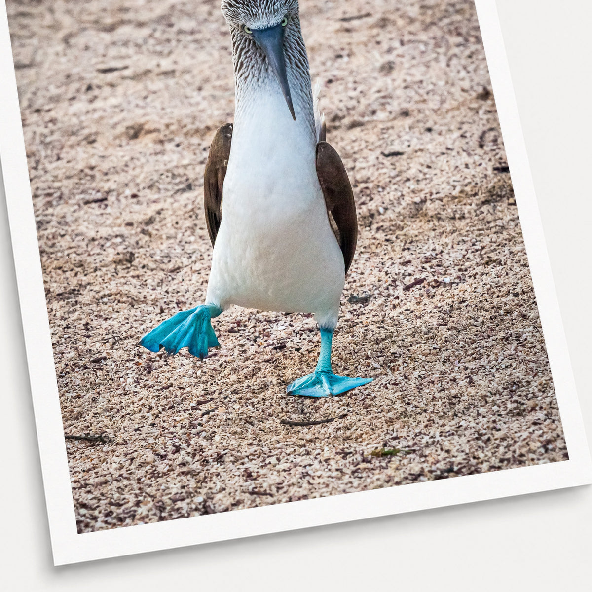 A photographic print of Blue Footed Booby, shown with a white border and angled presentation on a light background.