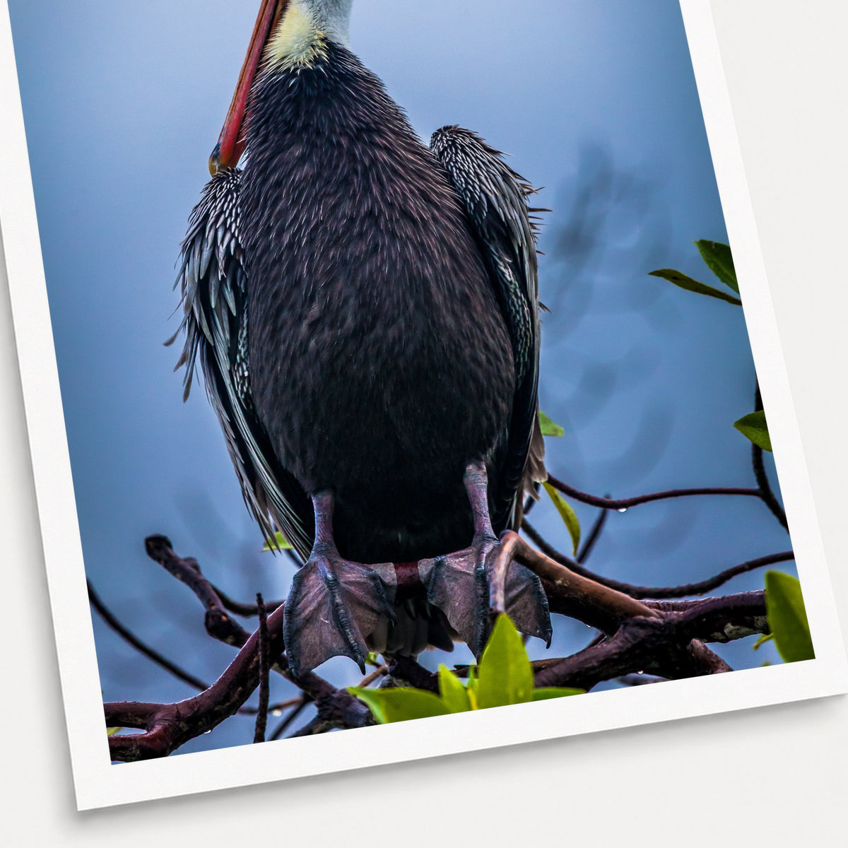 A photographic print of Galapagos Pelican, shown with a white border and angled presentation on a light background.