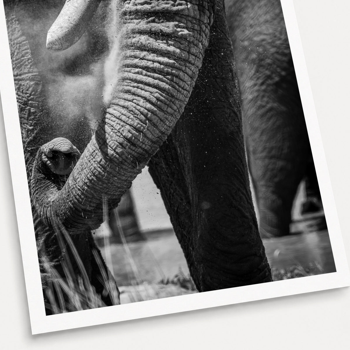A black and white photographic print of Swing Low, shown with a white border and angled presentation on a light background.