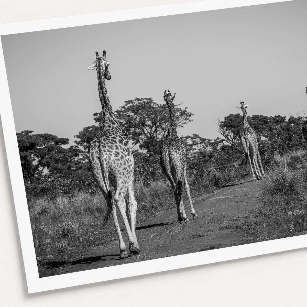A black and white photographic print of The Giraffe Parade, shown with a white border and angled presentation on a light background.