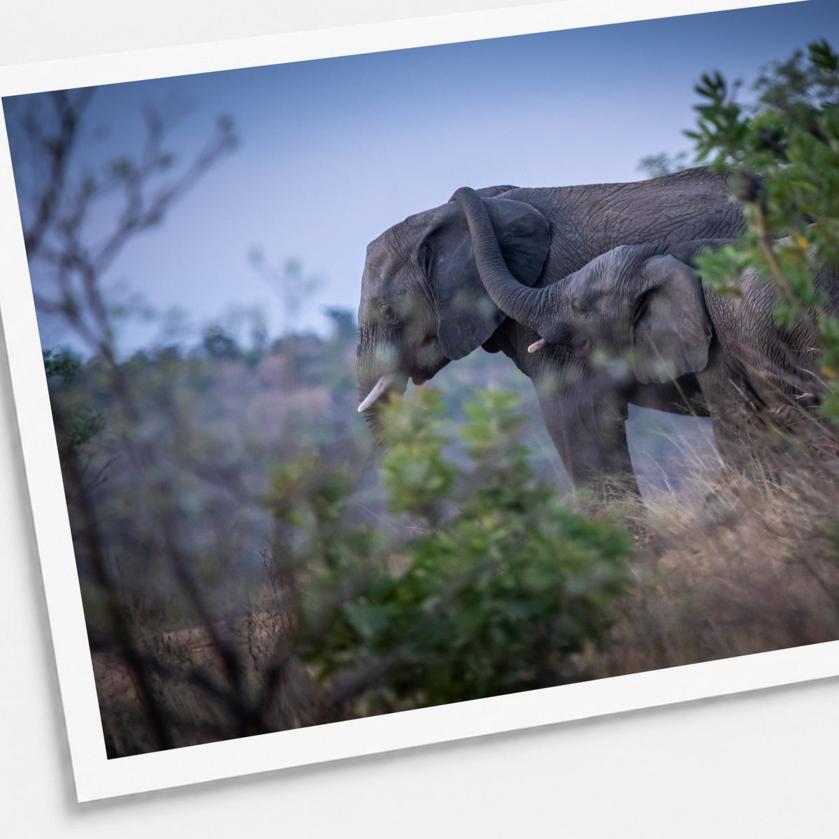A photographic print of Trunk Embrace, shown with a white border and angled presentation on a light background.