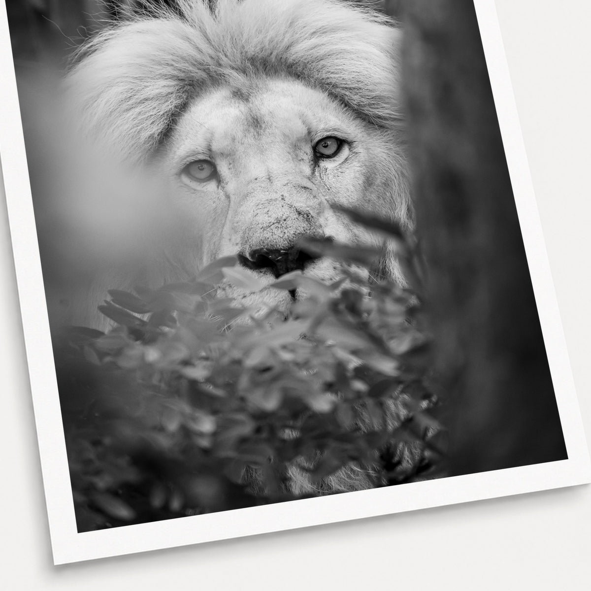 A black and white photographic print of Watching, shown with a white border and angled presentation on a light background.