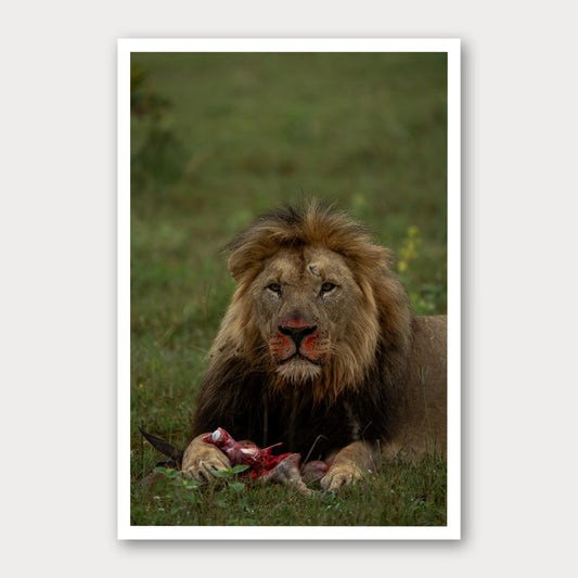 A photographic print of After the Kill, framed with a white border and shown against a light gray background.