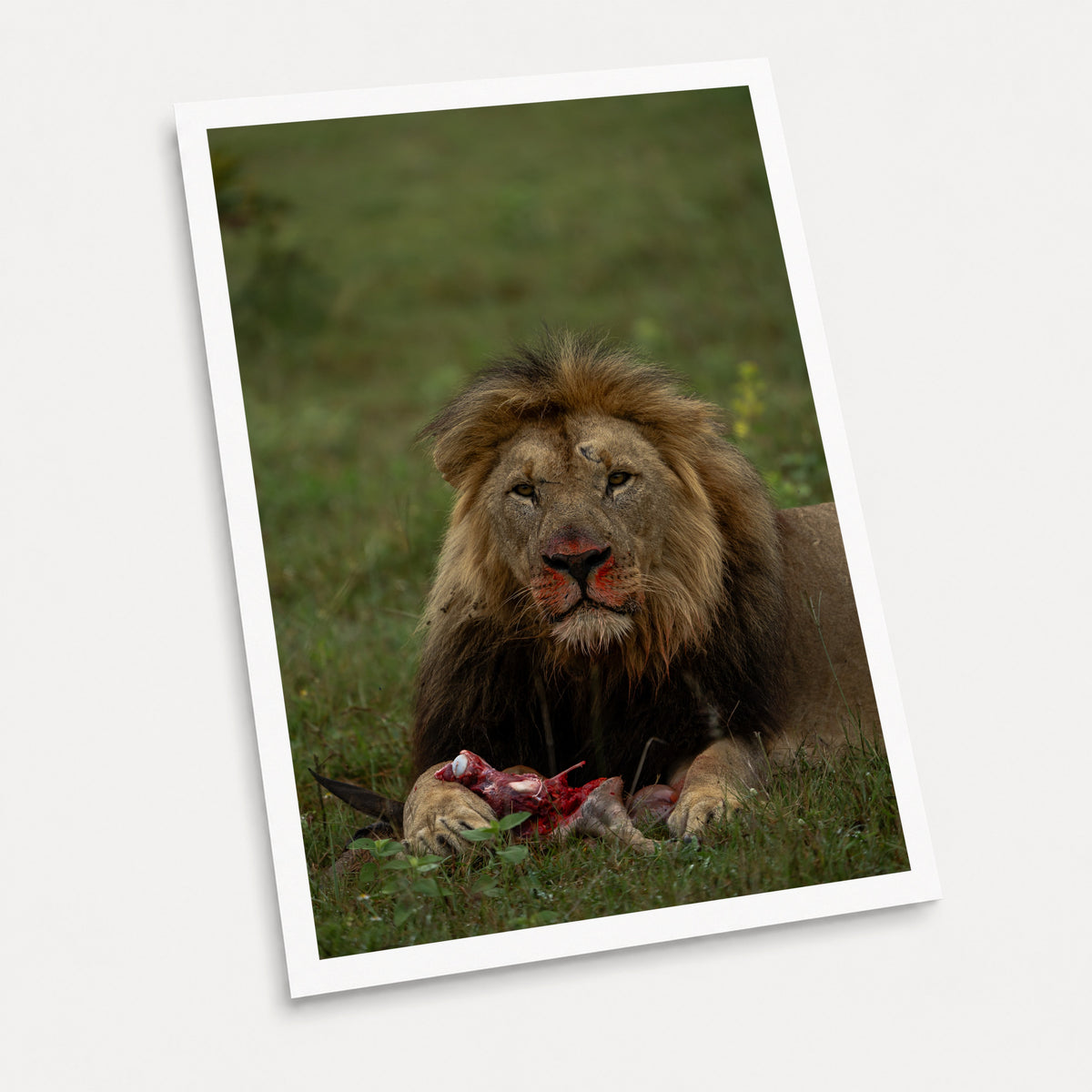 A photographic art print of After the Kill, displayed at an angle on a light gray background.