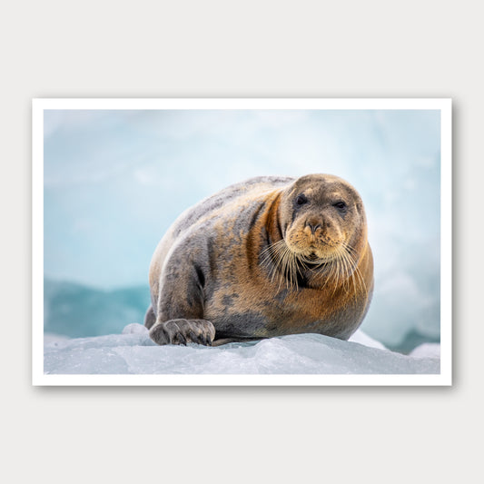 A photographic print of Bearded Seal, framed with a white border and shown against a light gray background.