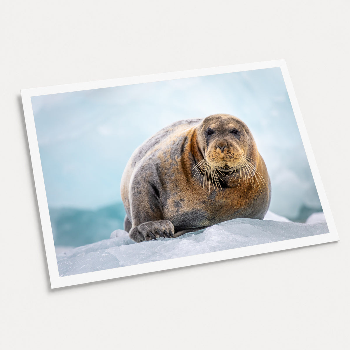 A photographic art print of Bearded Seal, displayed at an angle on a light gray background.