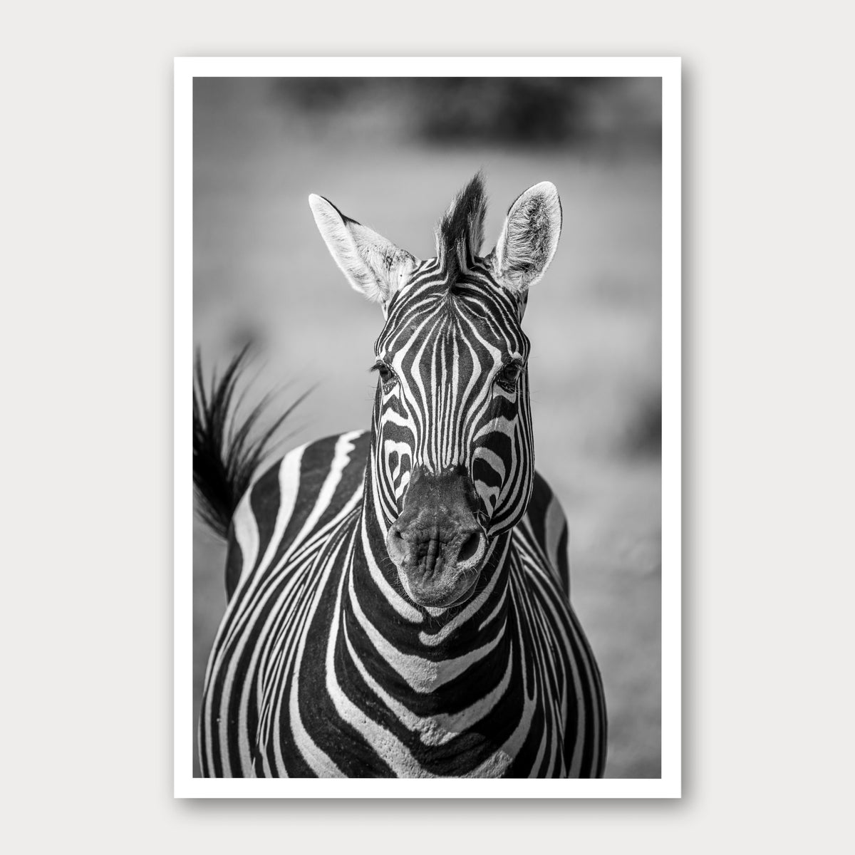 A black and white photographic print of Black and White, framed with a white border and shown against a light gray background.