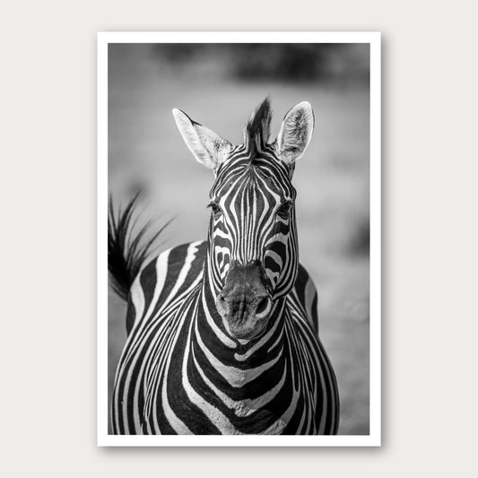 A black and white photographic print of Black and White, framed with a white border and shown against a light gray background.