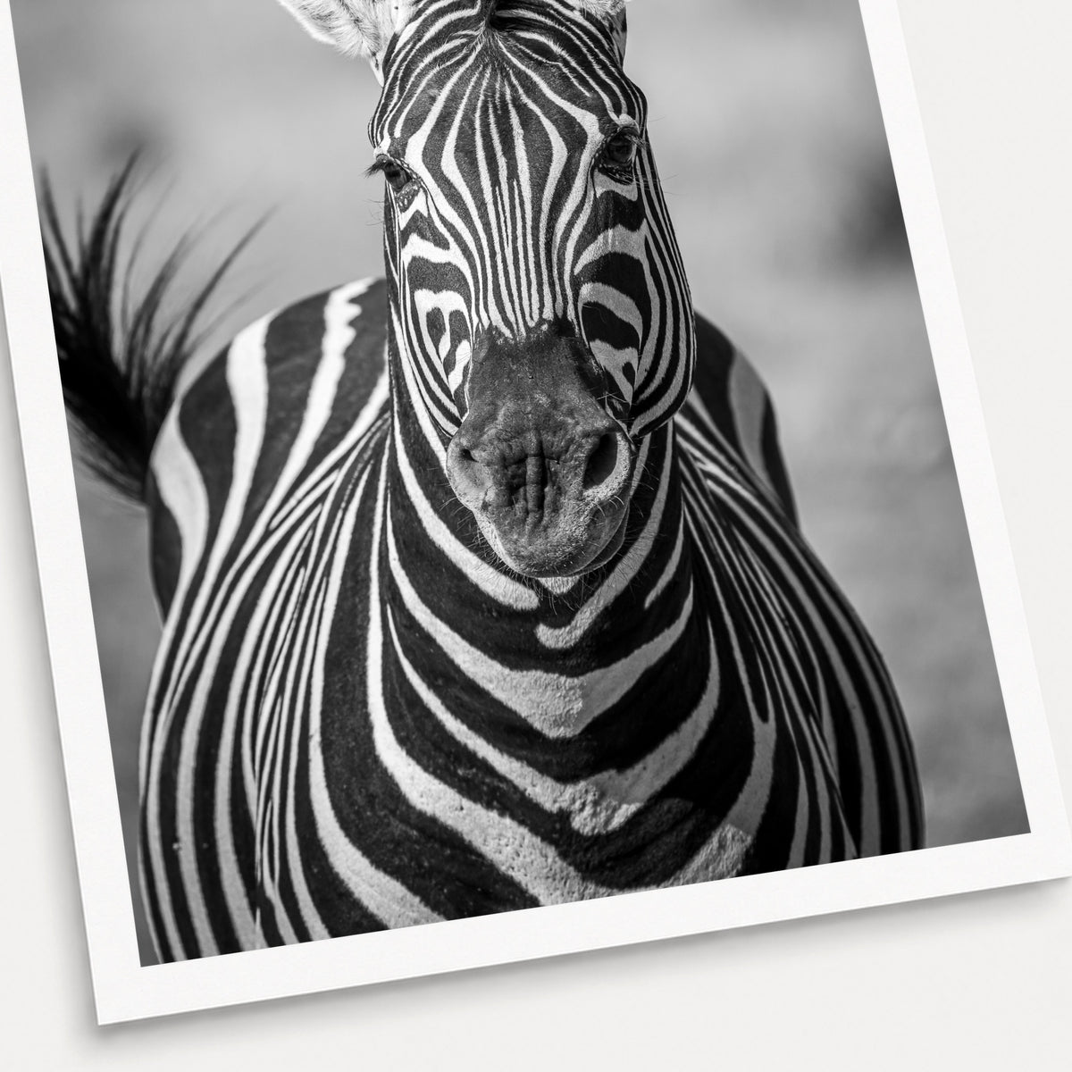 A black and white photographic print of Black and White, shown with a white border and angled presentation on a light background.