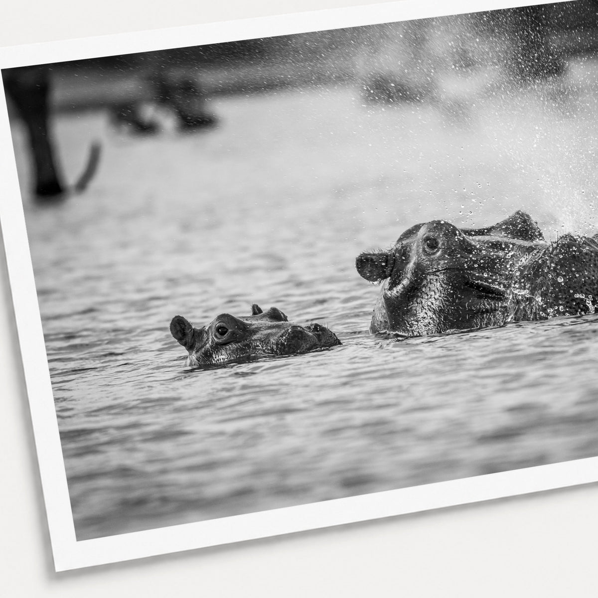A black and white photographic print of Bless You, shown with a white border and angled presentation on a light background.