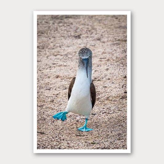 A photographic print of Blue Footed Booby, framed with a white border and shown against a light gray background.