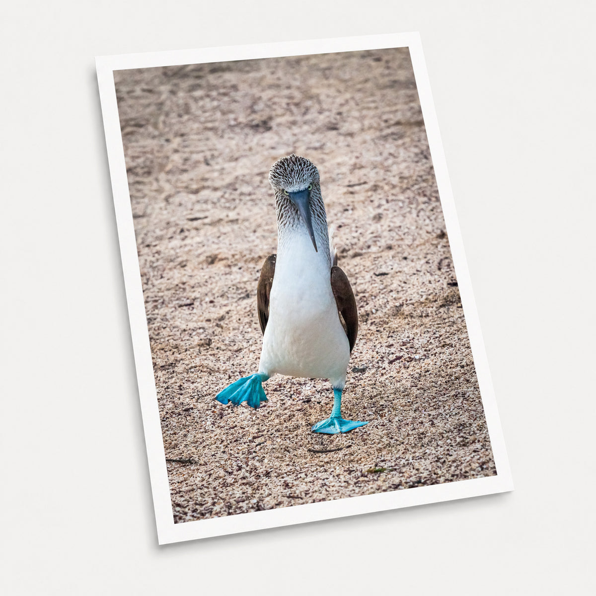 A photographic art print of Blue Footed Booby, displayed at an angle on a light gray background.