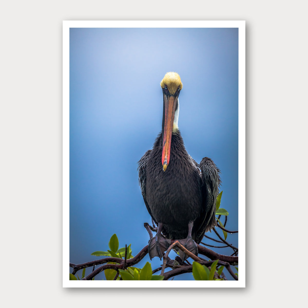 A photographic print of Blue Steel, framed with a white border and shown against a light gray background.
