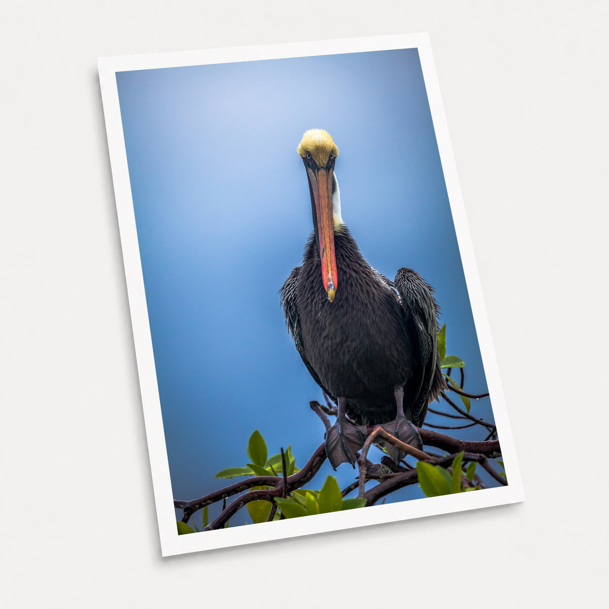 A photographic art print of Blue Steel, displayed at an angle on a light gray background.