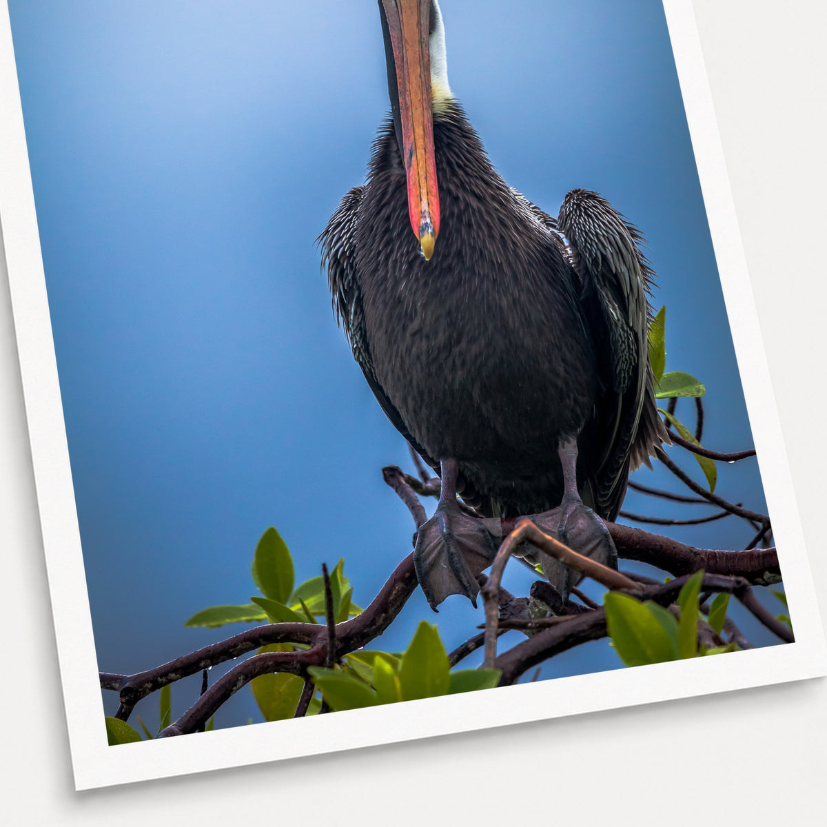 A photographic print of Blue Steel, shown with a white border and angled presentation on a light background.