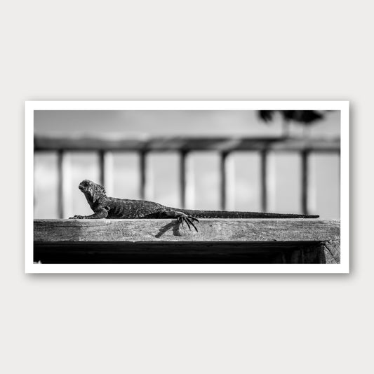 A black and white photographic print of Catching the Rays, framed with a white border and shown against a light gray background.