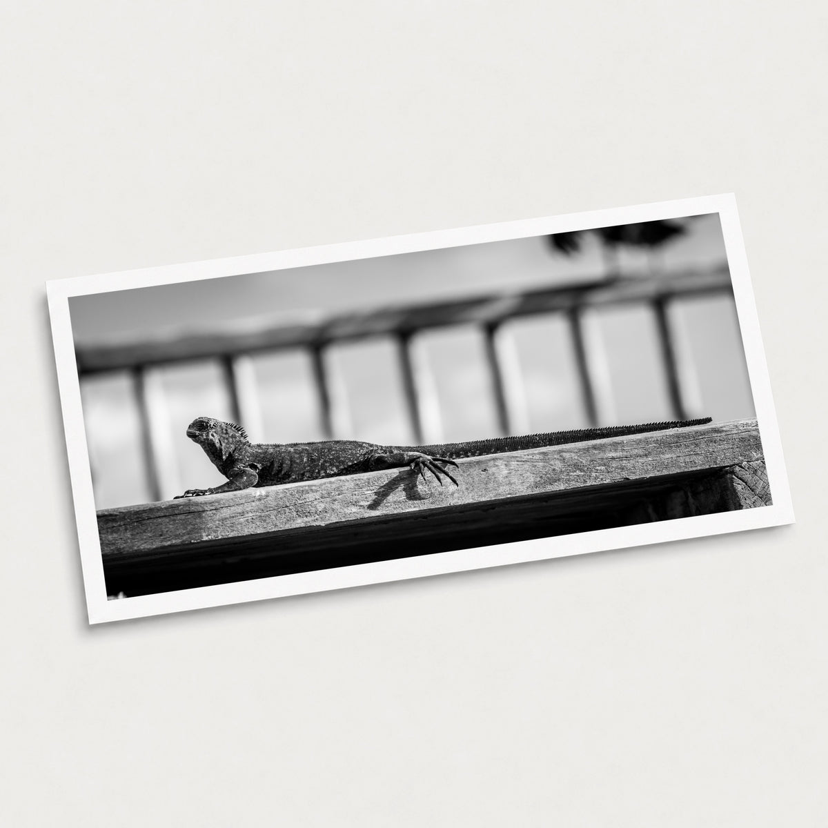 A black and white photographic art print of Catching the Rays, displayed at an angle on a light gray background.