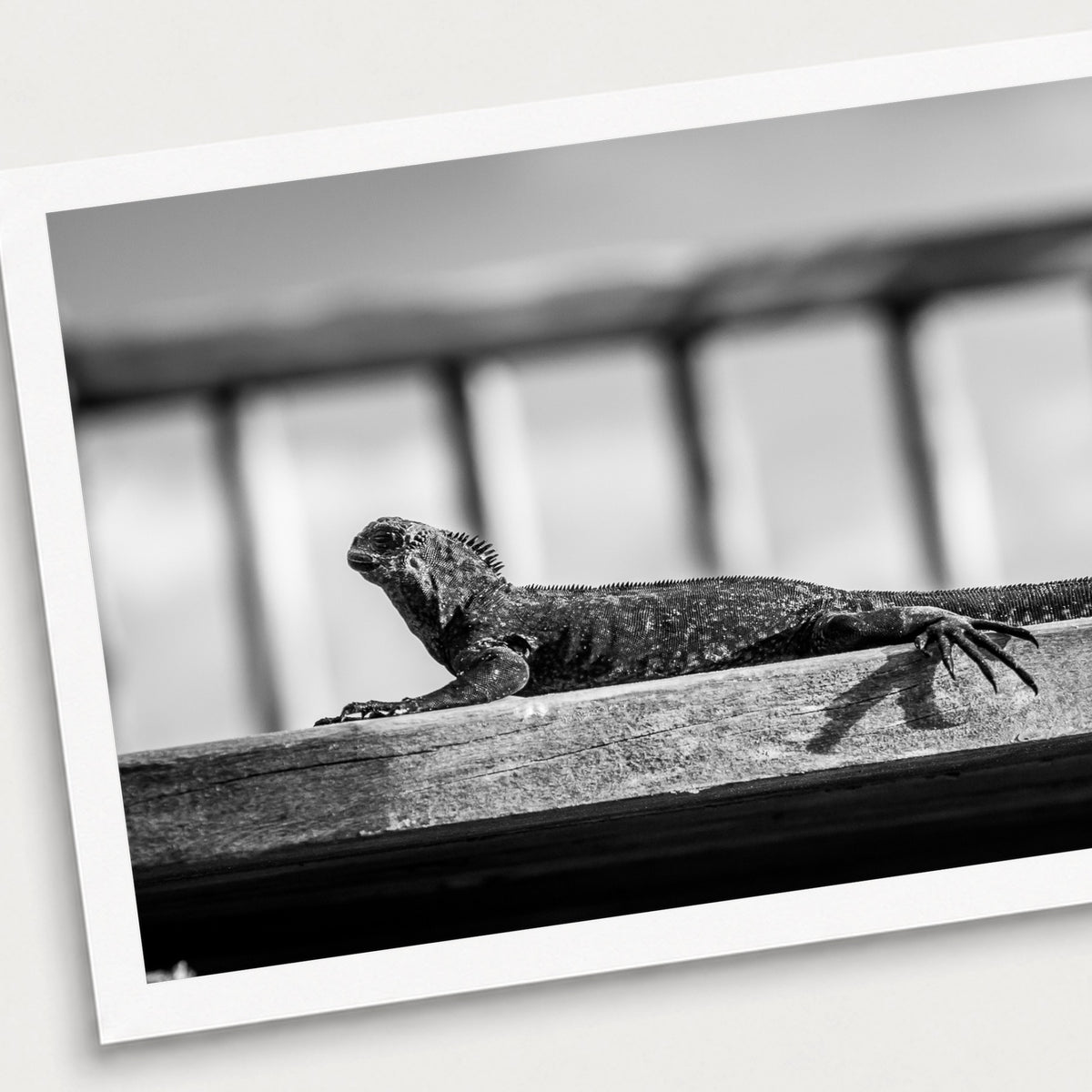 A black and white photographic print of Catching the Rays, shown with a white border and angled presentation on a light background.