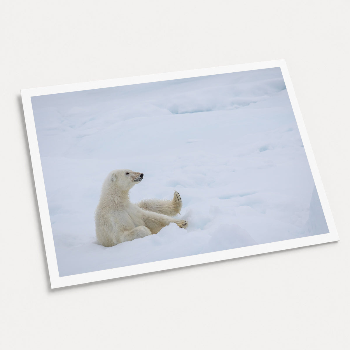 A photographic art print of Chilling Out, displayed at an angle on a light gray background.