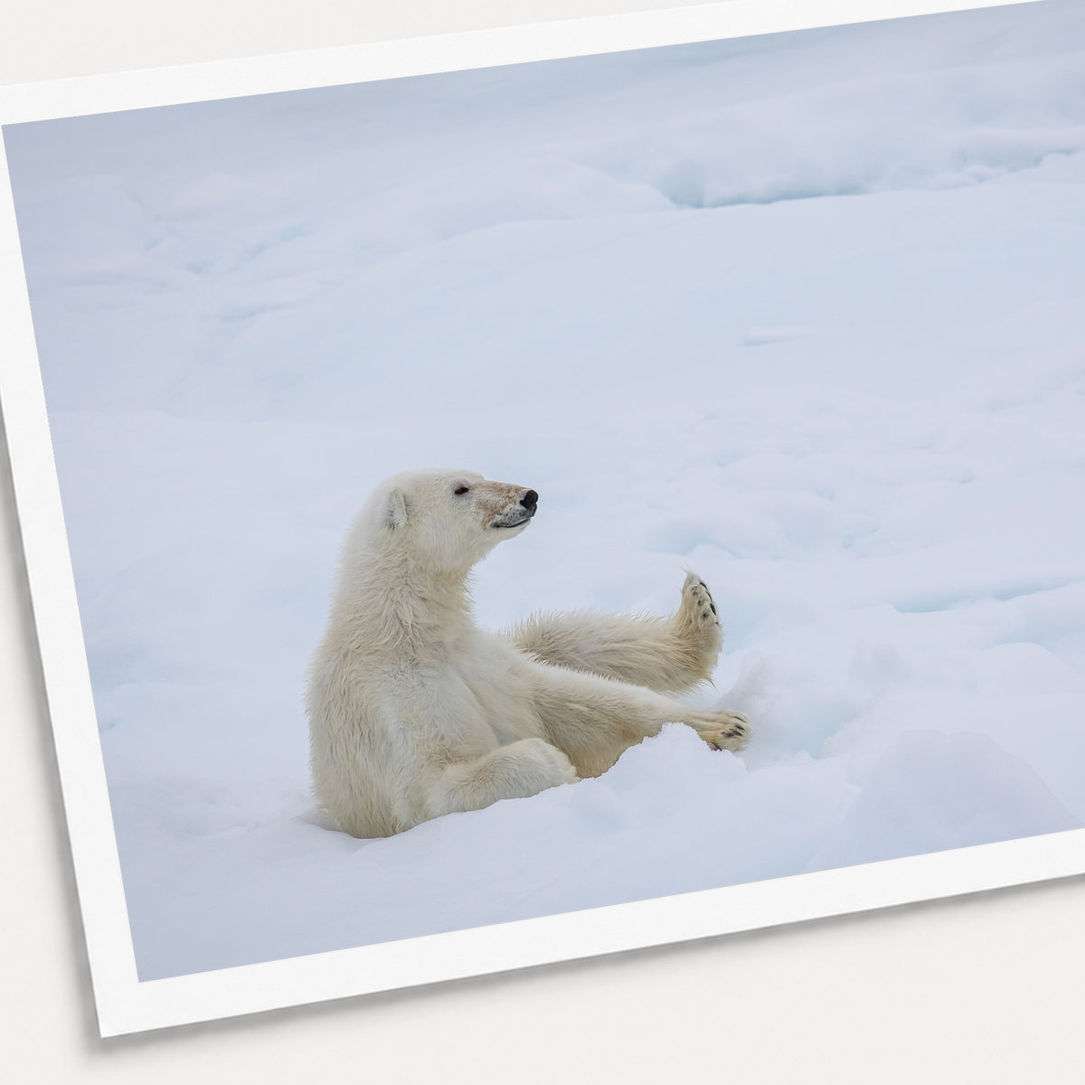 A photographic print of Chilling Out, shown with a white border and angled presentation on a light background.