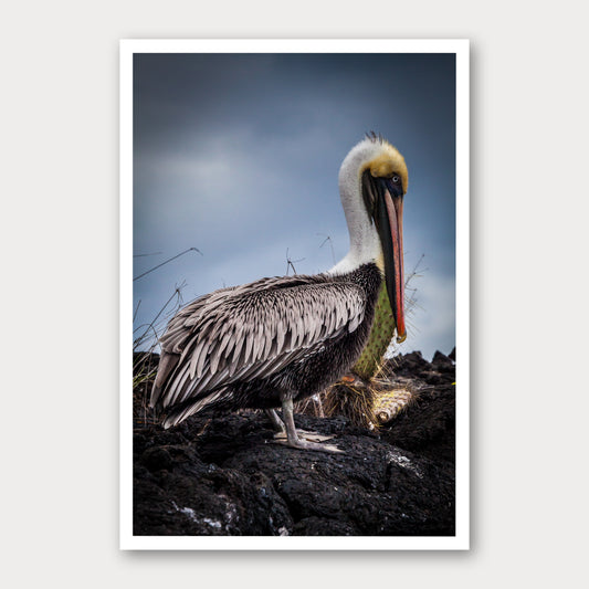A photographic print of Chin Up, framed with a white border and shown against a light gray background.