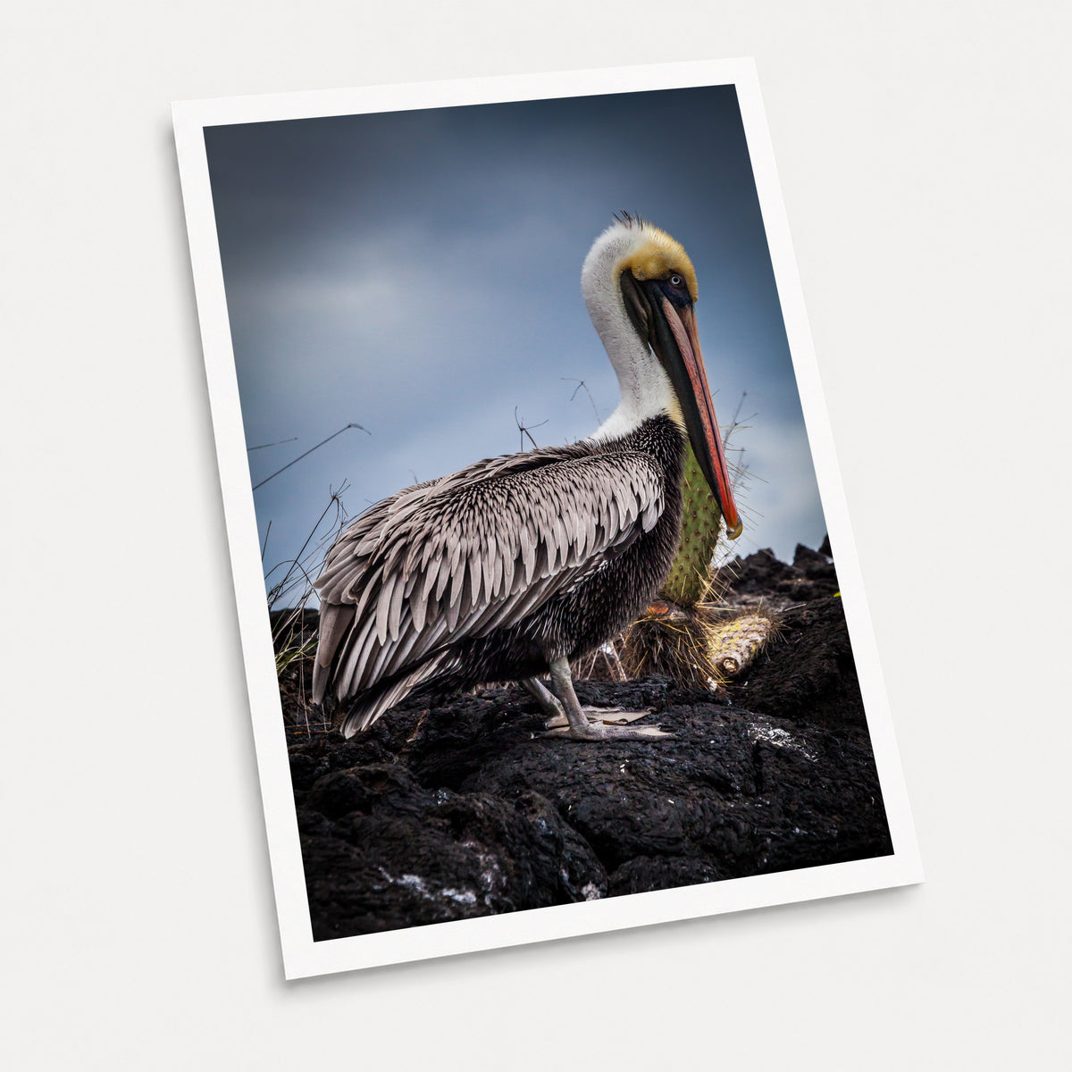 A photographic art print of Chin Up, displayed at an angle on a light gray background.
