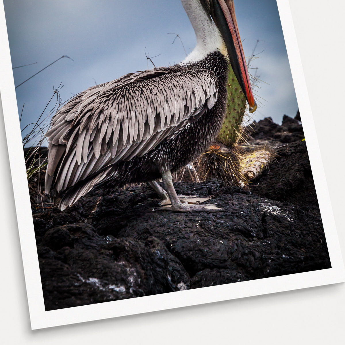 A photographic print of Chin Up, shown with a white border and angled presentation on a light background.