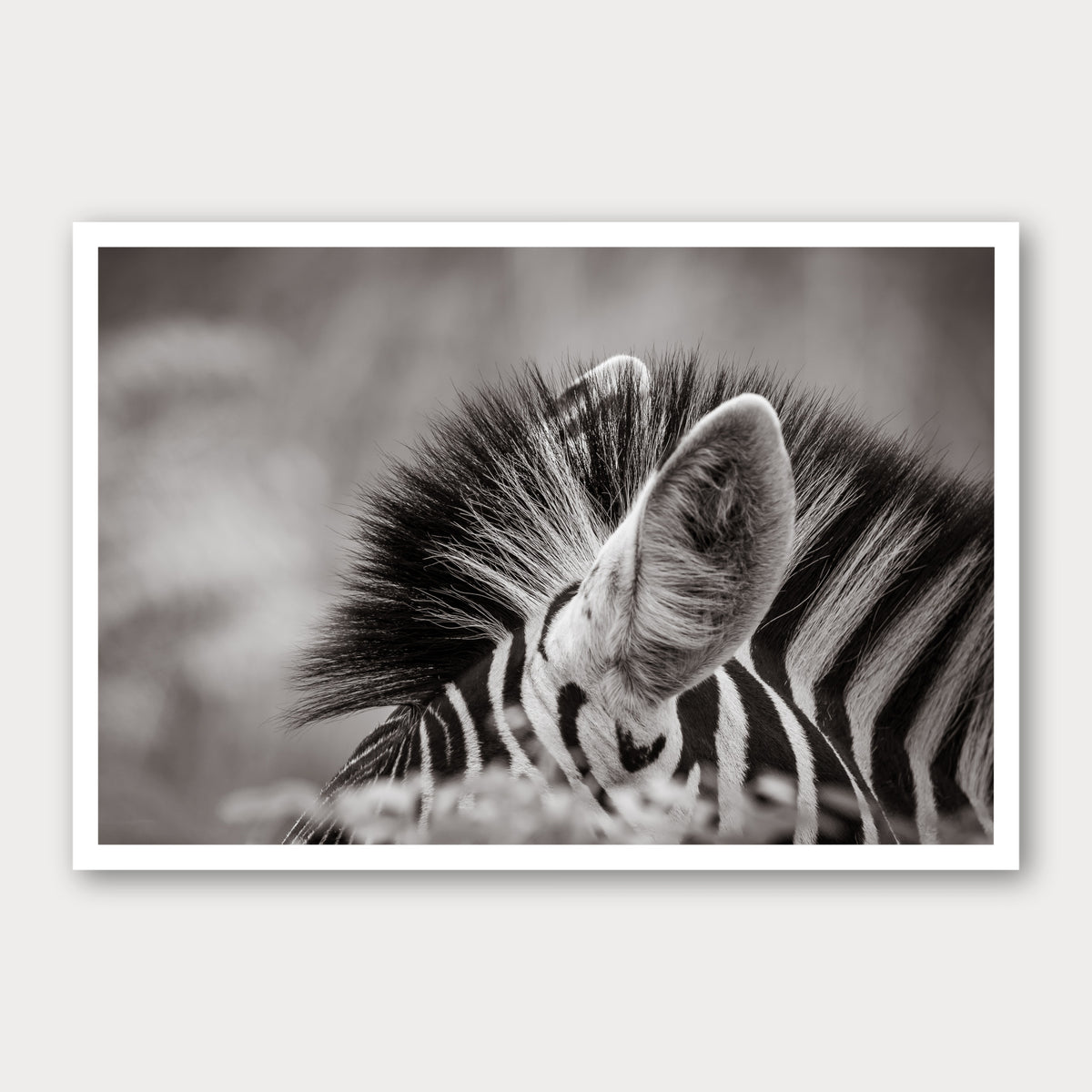 A black and white photographic print of Ears, framed with a white border and shown against a light gray background.
