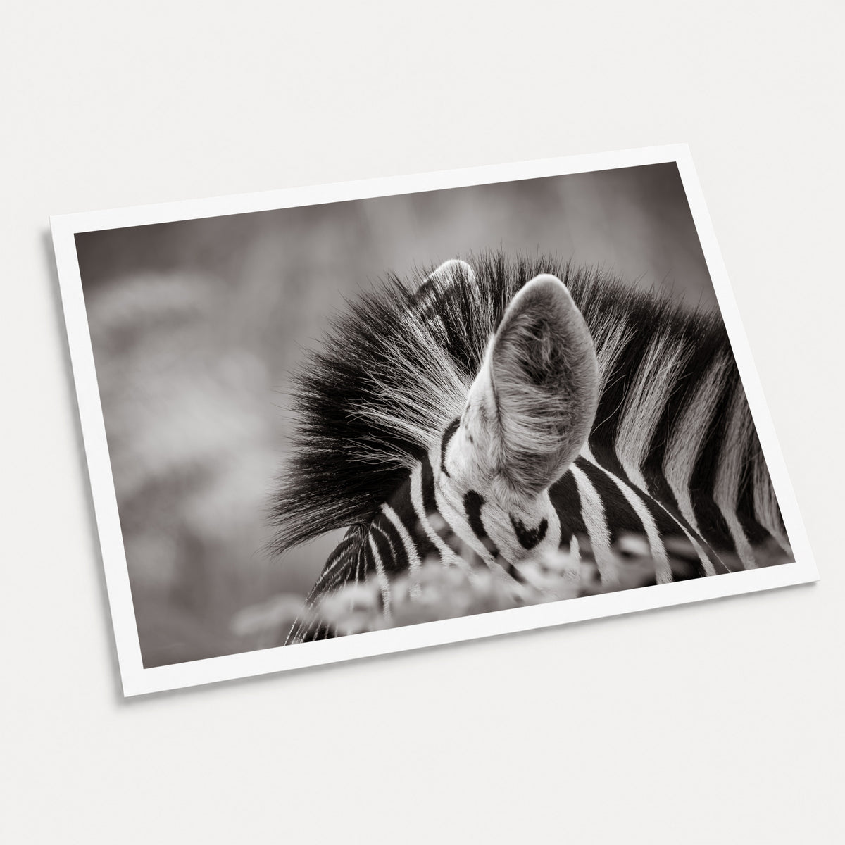 A black and white photographic art print of Ears, displayed at an angle on a light gray background.