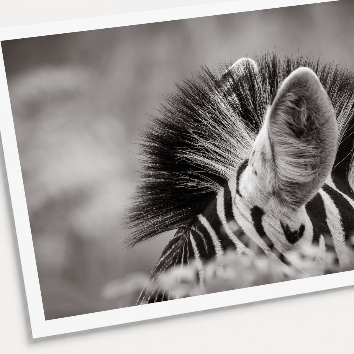 A black and white photographic print of Ears, shown with a white border and angled presentation on a light background.