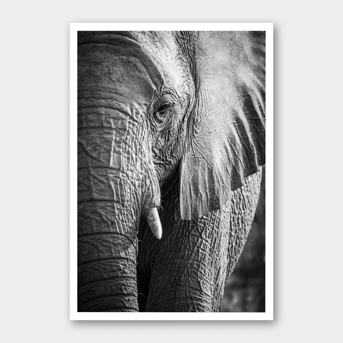 A black and white photographic print of Elephant Portrait, framed with a white border and shown against a light gray background.