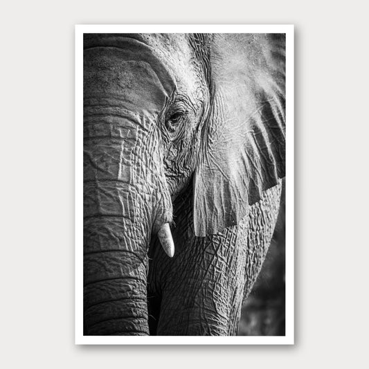 A black and white photographic print of Elephant Portrait, framed with a white border and shown against a light gray background.