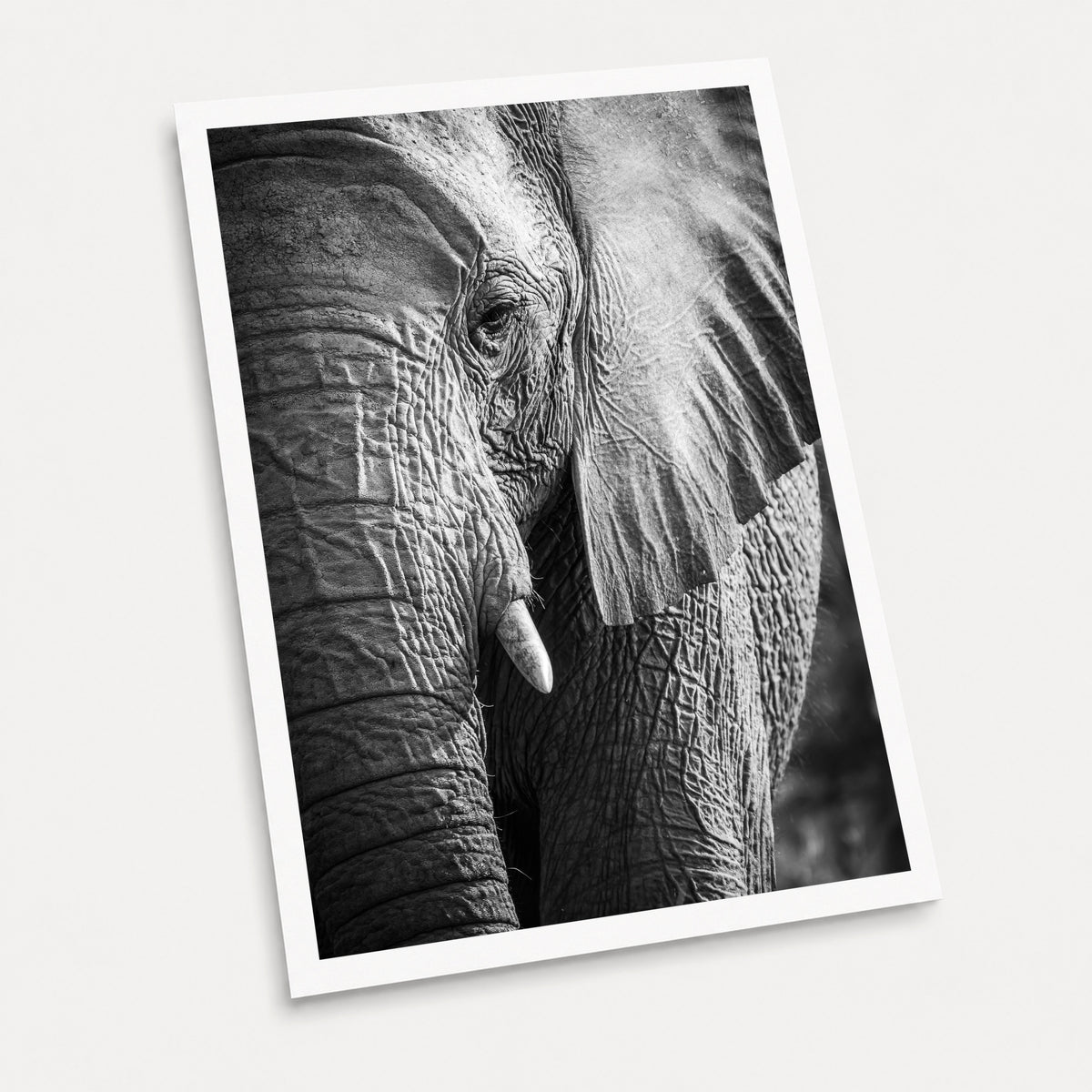 A black and white photographic art print of Elephant Portrait, displayed at an angle on a light gray background.