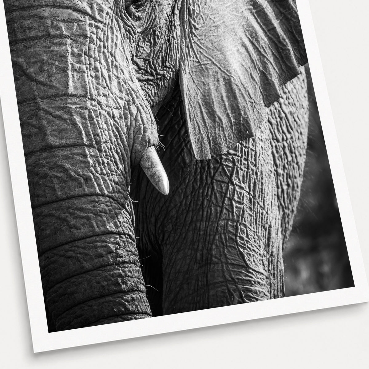 A black and white photographic print of Elephant Portrait, shown with a white border and angled presentation on a light background.