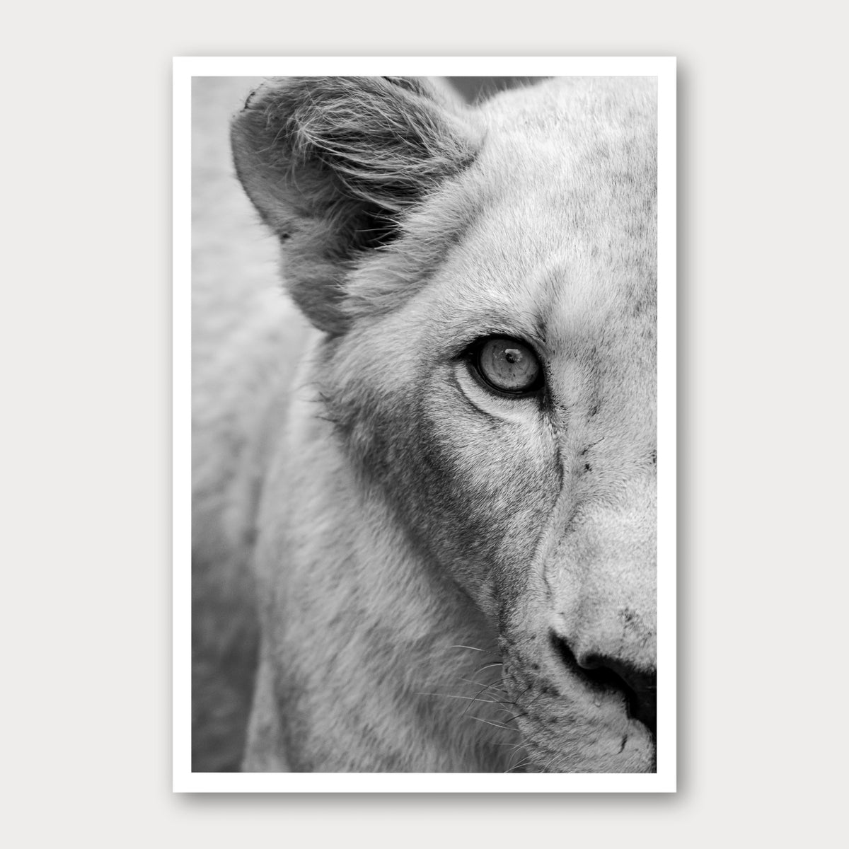 A black and white photographic print of Eye spy, framed with a white border and shown against a light gray background.
