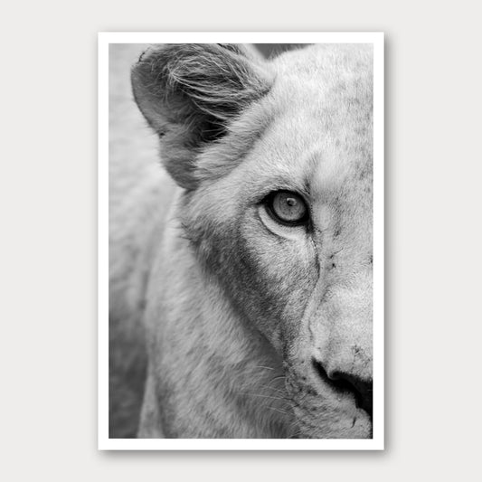 A black and white photographic print of Eye spy, framed with a white border and shown against a light gray background.