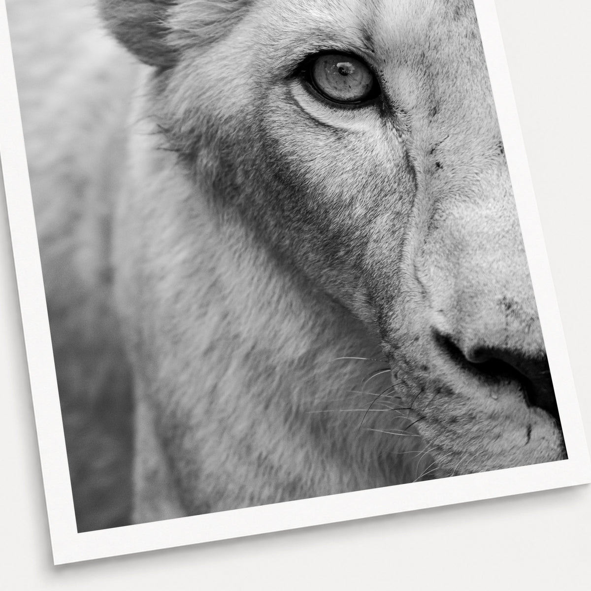 A black and white photographic print of Eye spy, shown with a white border and angled presentation on a light background.