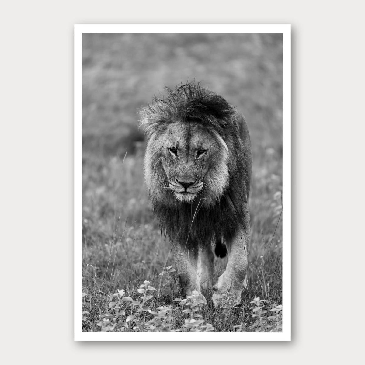 A black and white photographic print of Face to Face, framed with a white border and shown against a light gray background.