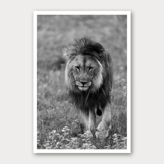 A black and white photographic print of Face to Face, framed with a white border and shown against a light gray background.