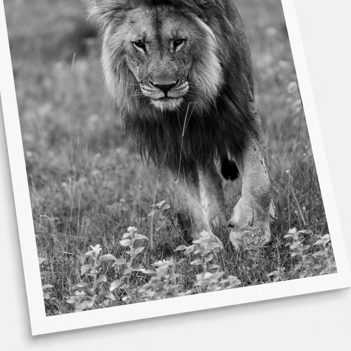 A black and white photographic print of Face to Face, shown with a white border and angled presentation on a light background.