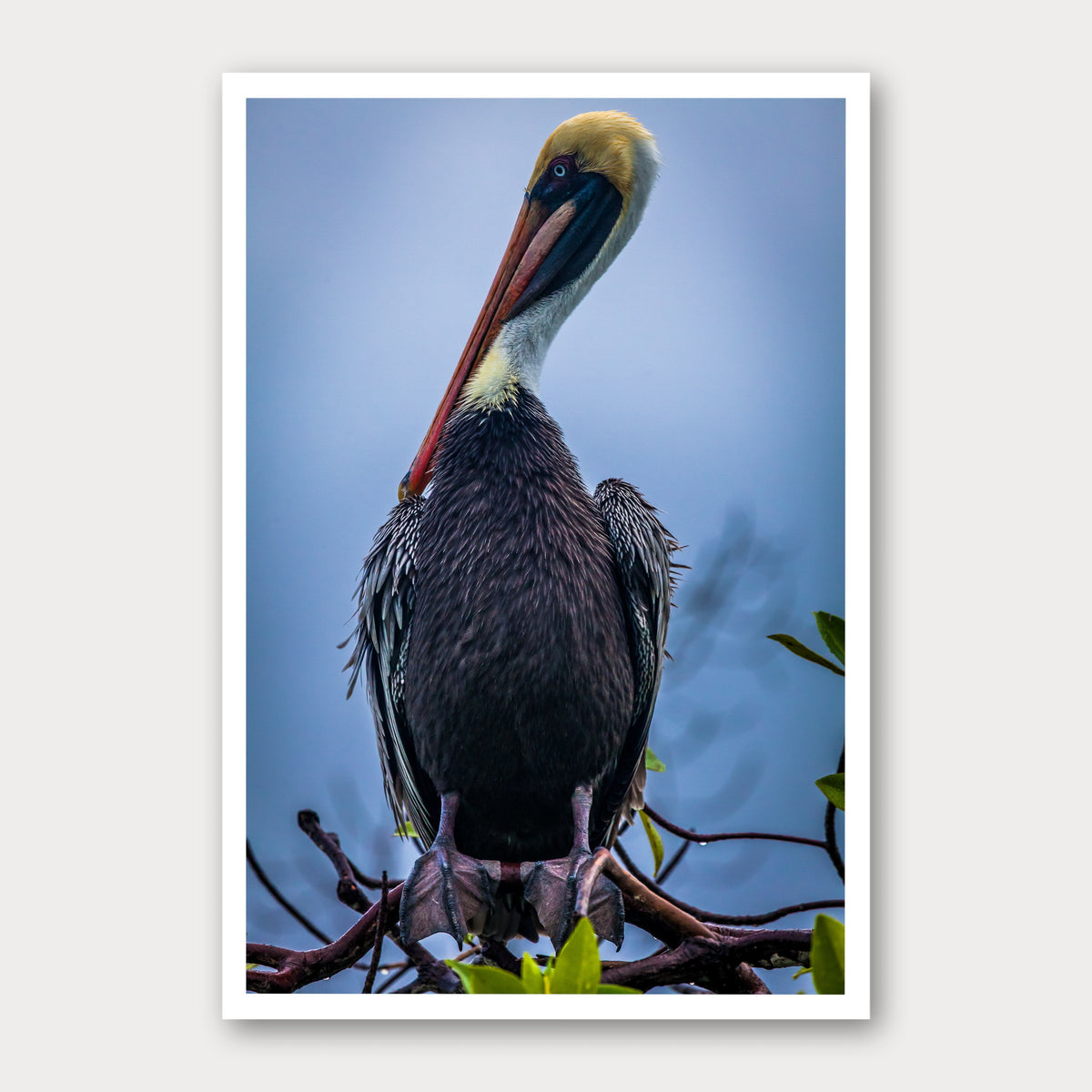 A photographic print of Galapagos Pelican, framed with a white border and shown against a light gray background.