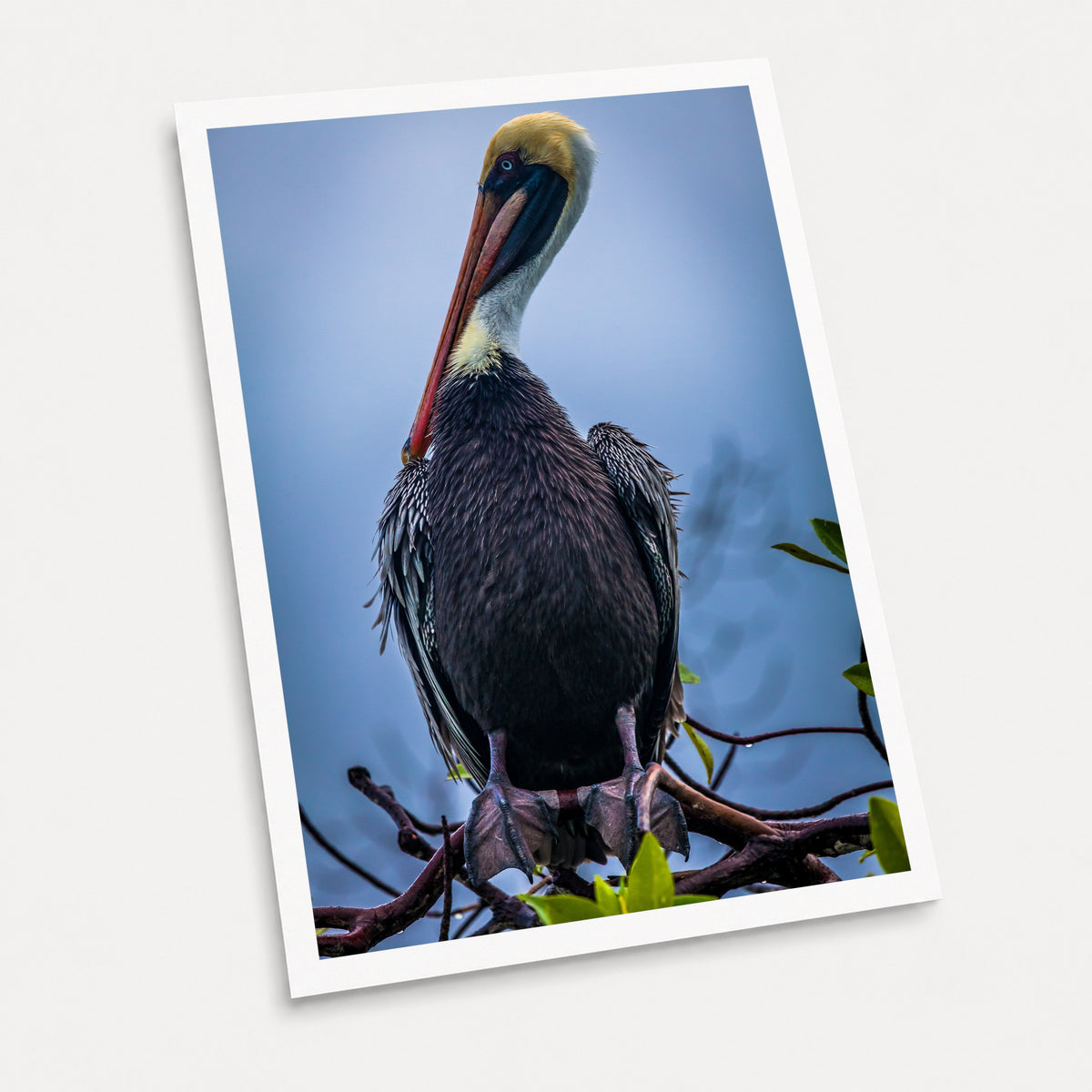 A photographic art print of Galapagos Pelican, displayed at an angle on a light gray background.