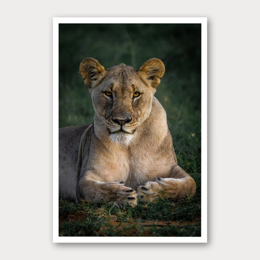 A photographic print of Golden Eyes, framed with a white border and shown against a light gray background.