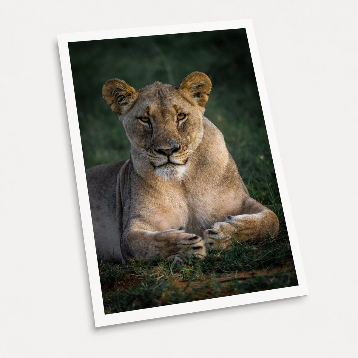 A photographic art print of Golden Eyes, displayed at an angle on a light gray background.