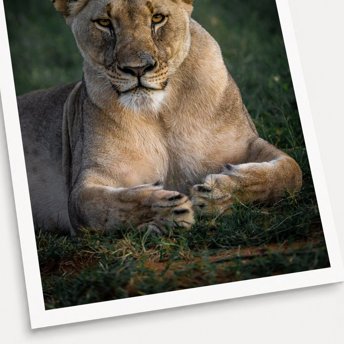 A photographic print of Golden Eyes, shown with a white border and angled presentation on a light background.
