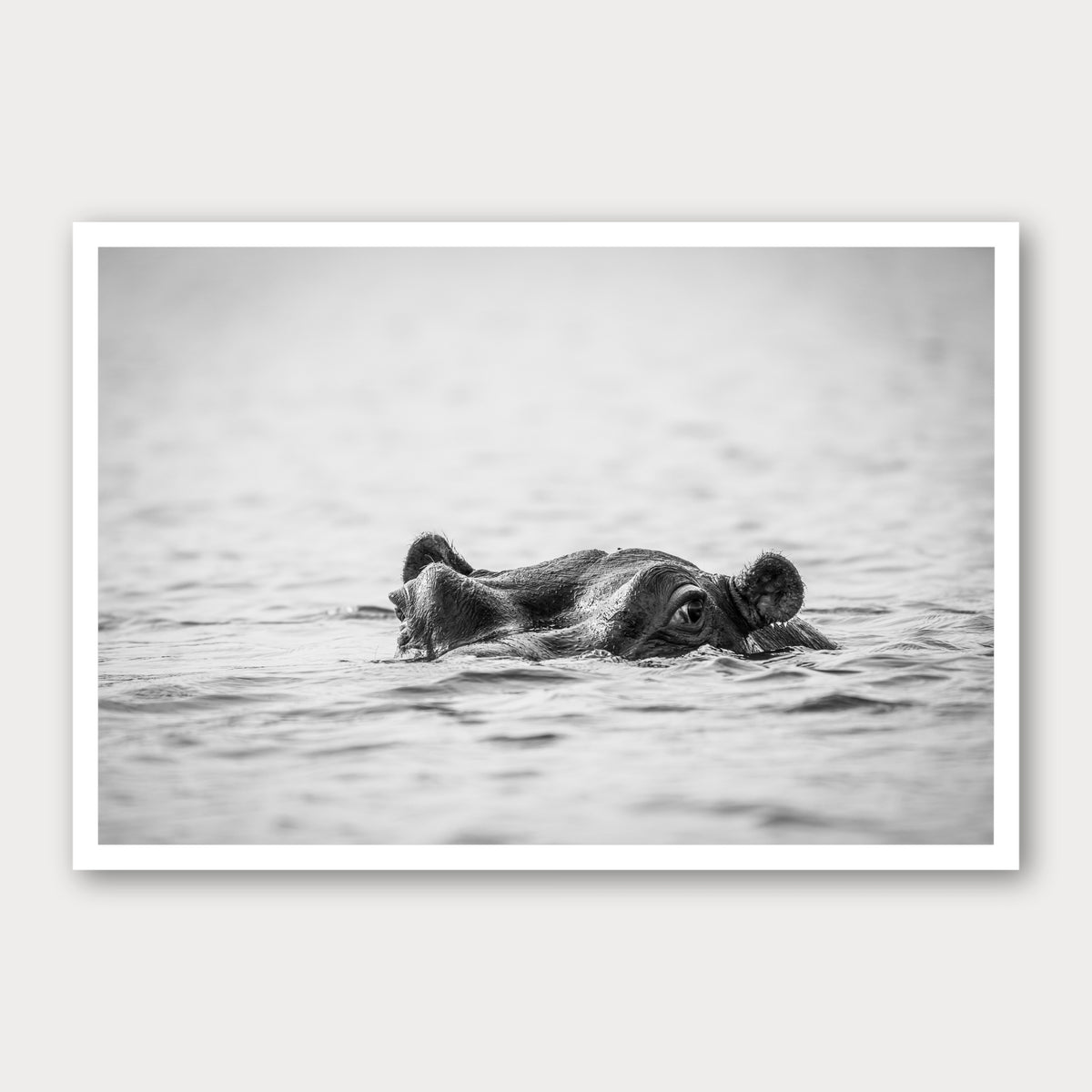 A black and white photographic print of Hippopotamus, framed with a white border and shown against a light gray background.