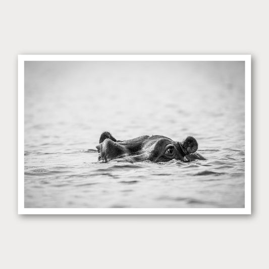 A black and white photographic print of Hippopotamus, framed with a white border and shown against a light gray background.